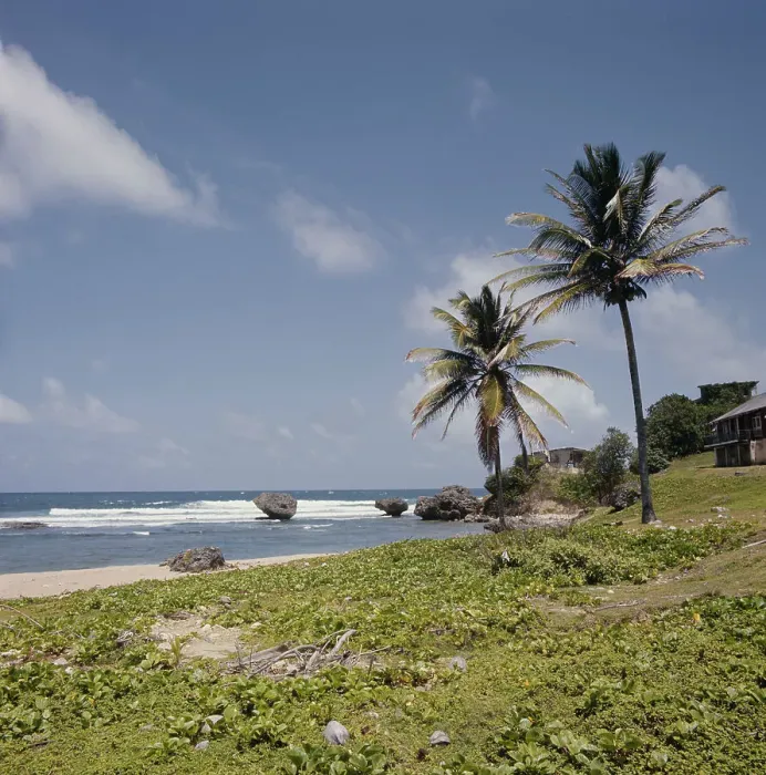 Framed Print : Barbados Beach Framed Print : Barbados Beach
