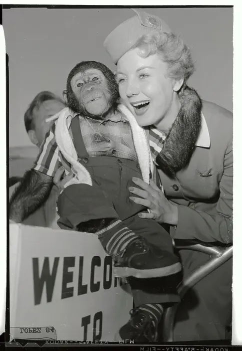 Framed Print : Barbara Behremdt Holding a Chimpanzee Framed Print : Barbara Behremdt Holding a Chimpanzee