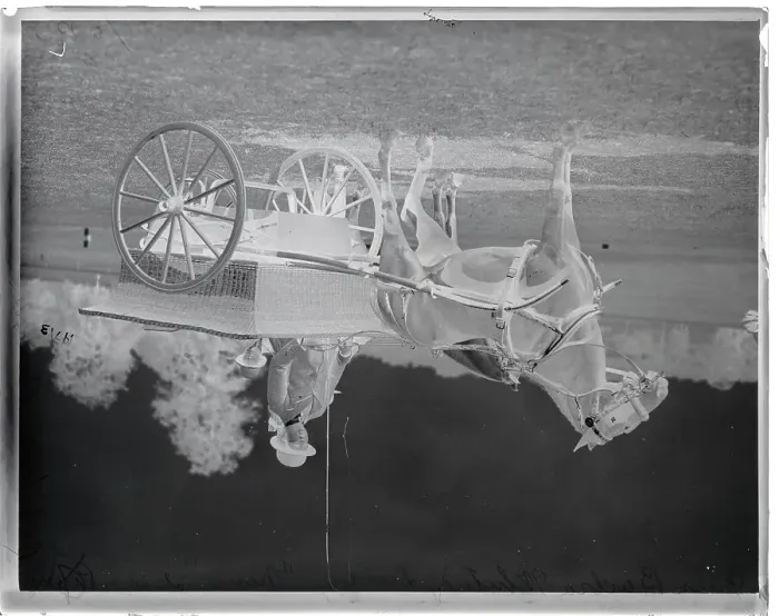 Framed Print : Barbara Whitney Driving Horse Framed Print : Barbara Whitney Driving Horse