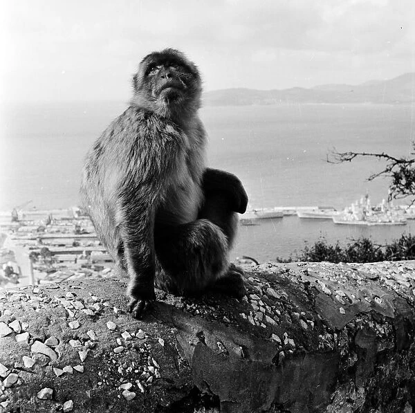 Barbary Ape; tailless macaque monkey, sitting on a rock above a harbour in Gibraltar