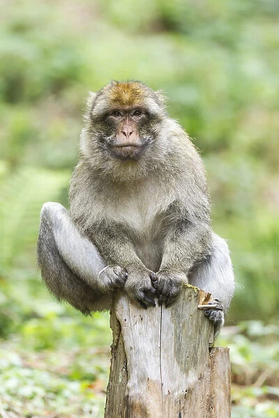 Barbary Macaque -Macaca sylvanus-, adult sitting on a tree stump, native to Morocco, captive, Rhineland-Palatinate, Germany