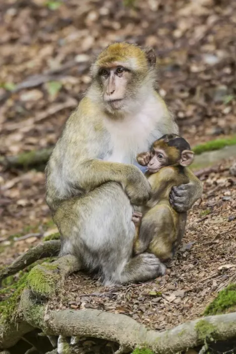 Framed Print : Barbary Macaque -Macaca sylvanus-, adult with young, captive Framed Print : Barbary Macaque -Macaca sylvanus-, adult with young, captive