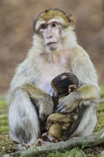 Barbary Macaque -Macaca sylvanus-, adult female with young, captive, Rhineland-Palatinate, Germany