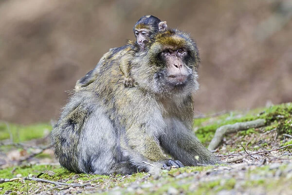 Barbary Macaque -Macaca sylvanus-, adult female with young, captive, Rhineland-Palatinate, Germany