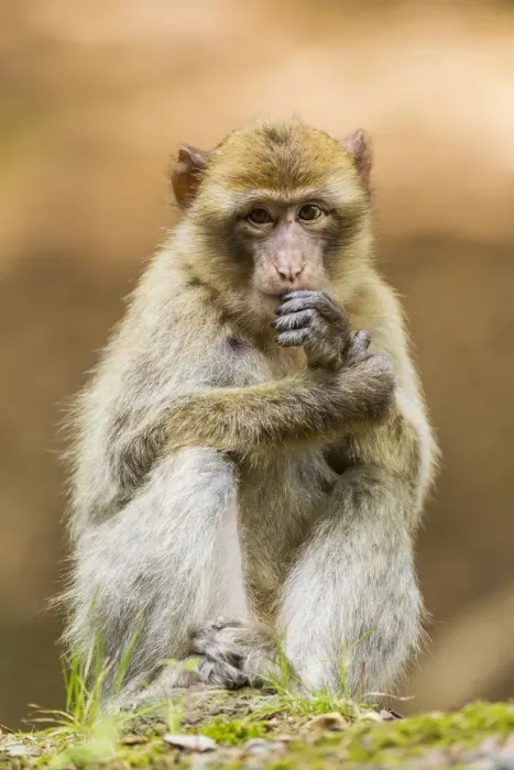 Framed Print : Barbary Macaque -Macaca sylvanus-, adult, captive, Rhineland-Palatinate, Germany Framed Print : Barbary Macaque -Macaca sylvanus-, adult, captive, Rhineland-Palatinate, Germany