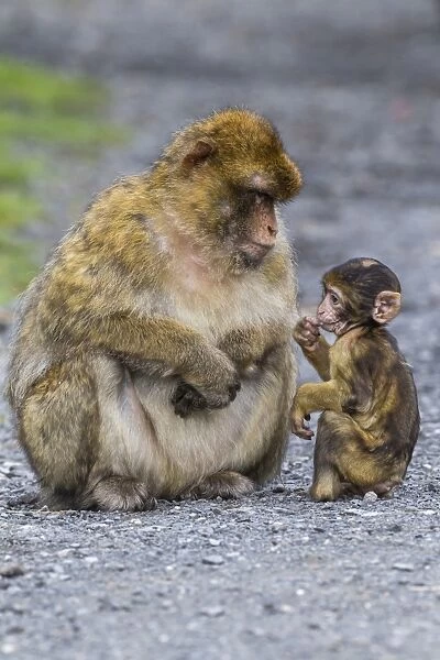 Barbary Macaque -Macaca sylvanus-, adult with baby monkey, captive, Rhineland-Palatinate, Germany