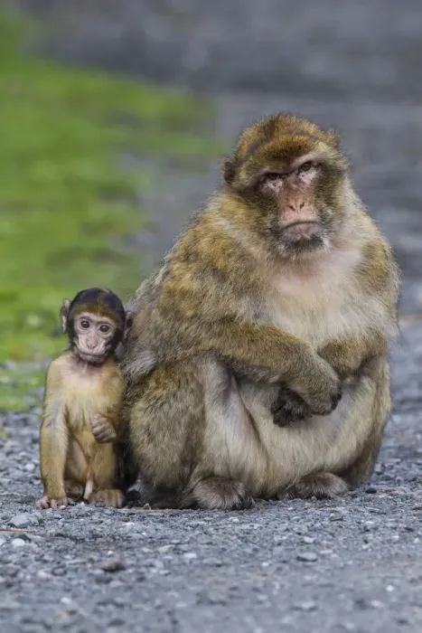 Framed Print : Barbary Macaque -Macaca sylvanus-, adult with baby monkey, captive, Rhineland-Palatinate, Germany