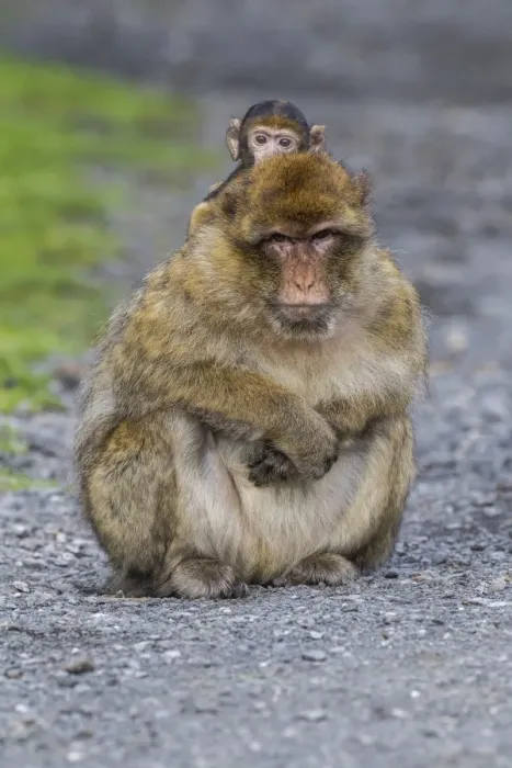 Framed Print : Barbary Macaque -Macaca sylvanus-, adult with baby monkey, captive, Rhineland-Palatinate, Germany Framed Print : Barbary Macaque -Macaca sylvanus-, adult with baby monkey, captive, Rhineland-Palatinate, Germany