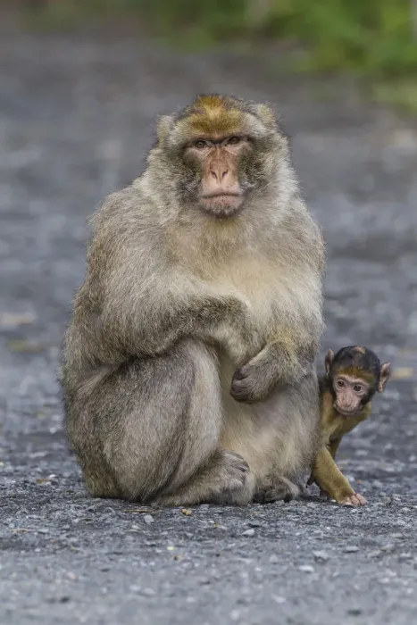 Framed Print : Barbary Macaque -Macaca sylvanus-, adult with baby monkey, captive, Rhineland-Palatinate, Germany Framed Print : Barbary Macaque -Macaca sylvanus-, adult with baby monkey, captive, Rhineland-Palatinate, Germany