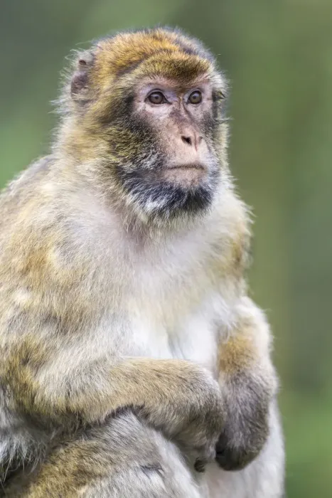 Framed Print : Barbary Macaque -Macaca sylvanus-, adult, captive, Rhineland-Palatinate, Germany Framed Print : Barbary Macaque -Macaca sylvanus-, adult, captive, Rhineland-Palatinate, Germany
