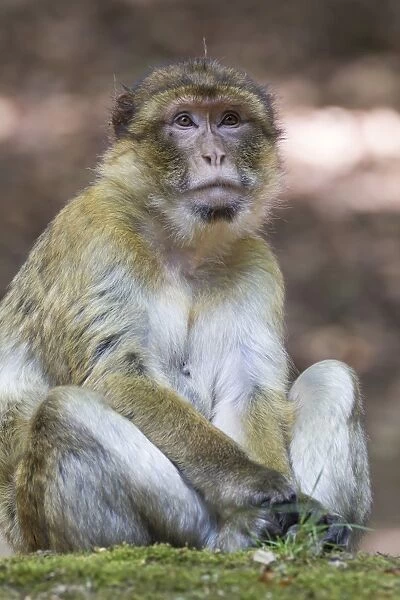 Barbary Macaque -Macaca sylvanus-, adult, native to Morocco, captive, Rhineland-Palatinate, Germany