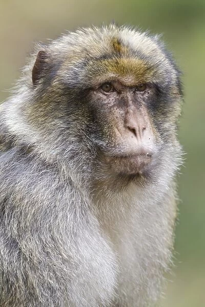 Barbary Macaque -Macaca sylvanus-, adult, native to Morocco, captive