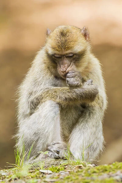 Barbary Macaque -Macaca sylvanus-, adult, captive, Rhineland-Palatinate, Germany