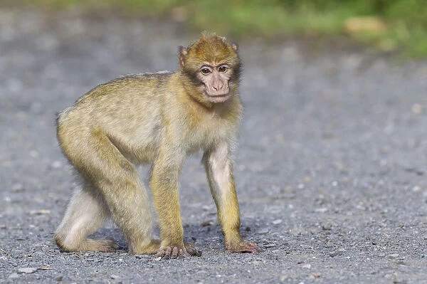 Barbary Macaque -Macaca sylvanus-, adult, captive, Rhineland-Palatinate, Germany