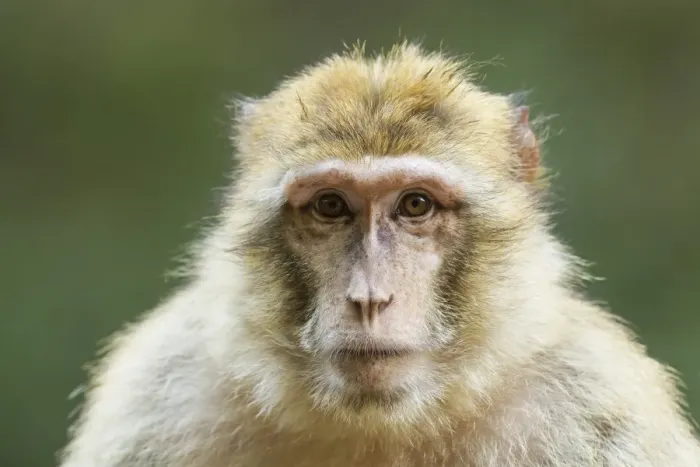 Framed Print : Barbary Macaque -Macaca sylvanus-, adult, captive Framed Print : Barbary Macaque -Macaca sylvanus-, adult, captive