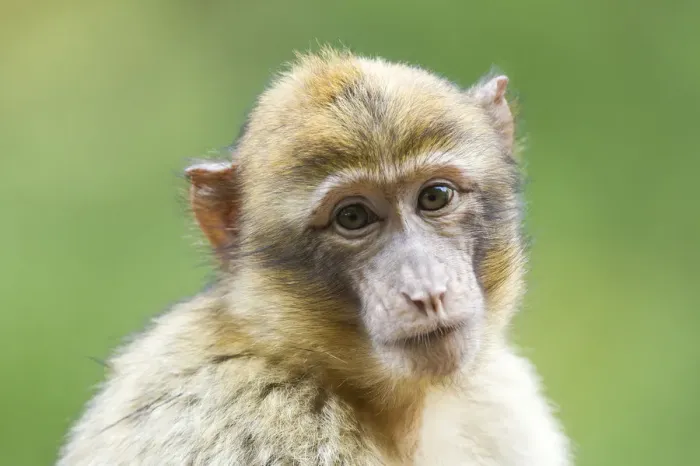 Framed Print : Barbary Macaque -Macaca sylvanus-, adult, captive Framed Print : Barbary Macaque -Macaca sylvanus-, adult, captive