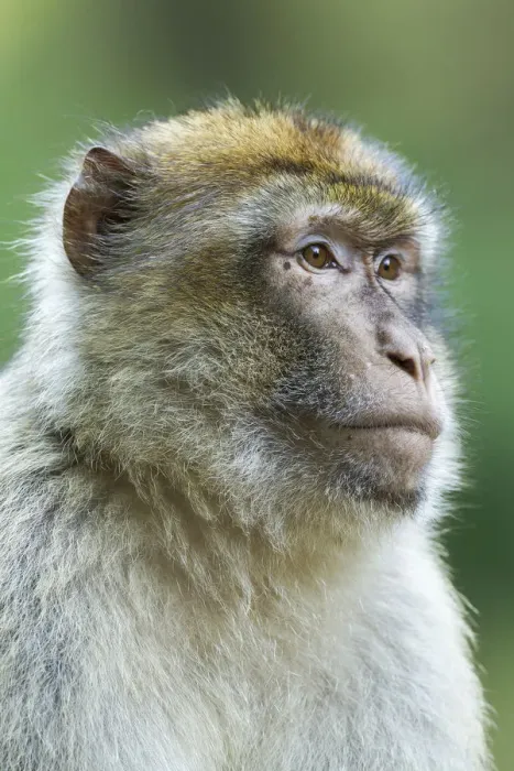 Framed Print : Barbary Macaque -Macaca sylvanus-, adult, captive Framed Print : Barbary Macaque -Macaca sylvanus-, adult, captive