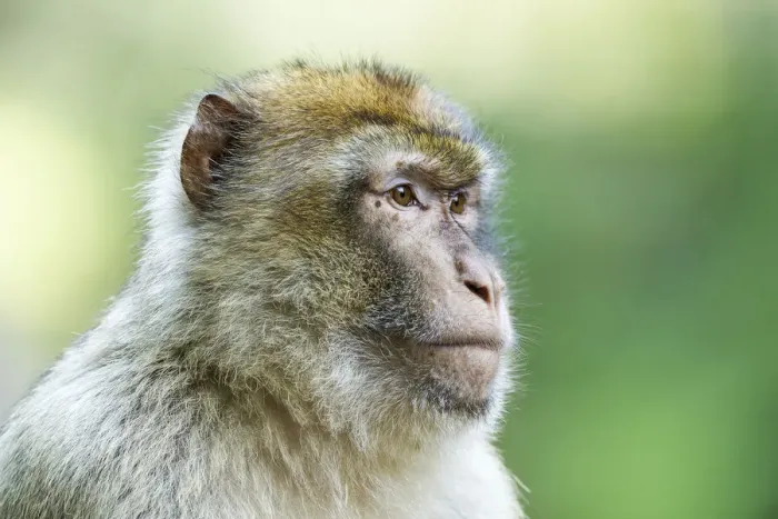 Framed Print : Barbary Macaque -Macaca sylvanus-, adult, captive Framed Print : Barbary Macaque -Macaca sylvanus-, adult, captive