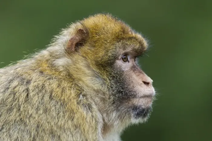 Framed Print : Barbary Macaque -Macaca sylvanus-, adult, captive Framed Print : Barbary Macaque -Macaca sylvanus-, adult, captive