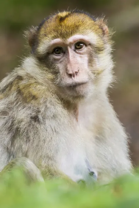 Framed Print : Barbary Macaque -Macaca sylvanus-, adult, captive Framed Print : Barbary Macaque -Macaca sylvanus-, adult, captive