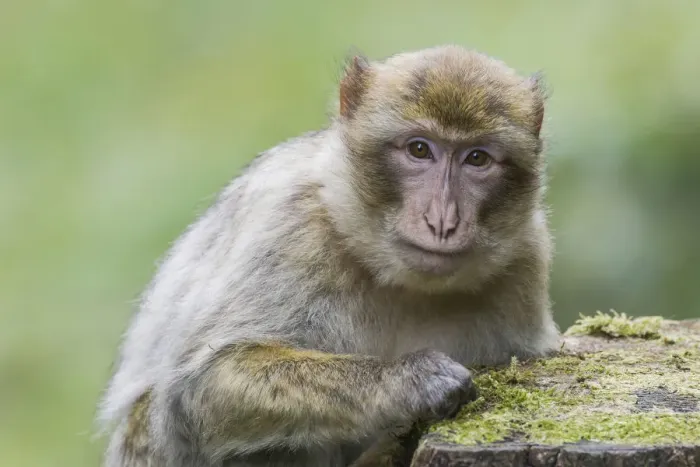 Framed Print : Barbary Macaque -Macaca sylvanus-, adult, captive Framed Print : Barbary Macaque -Macaca sylvanus-, adult, captive