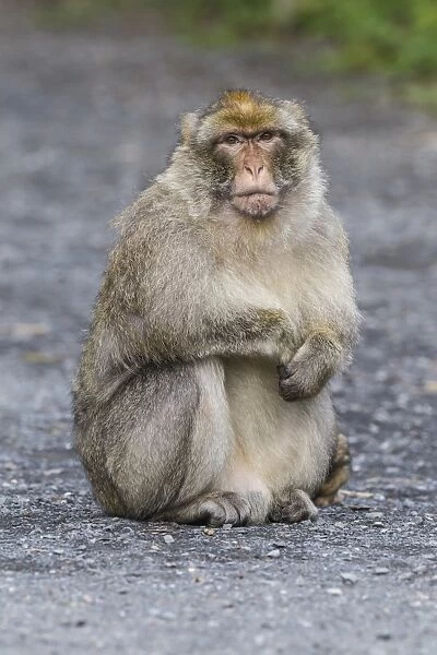 Barbary Macaque -Macaca sylvanus-, adult, captive