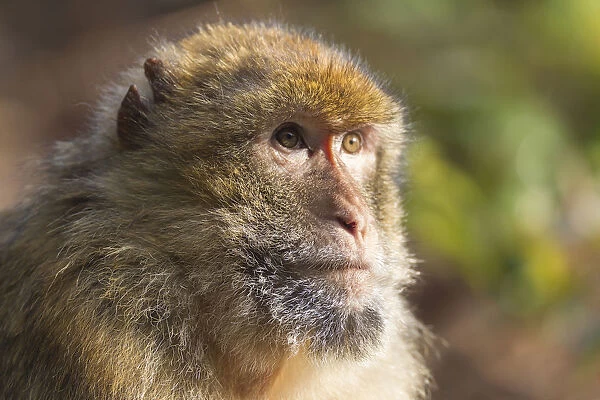 Barbary Macaque -Macaca sylvanus-, adult, captive