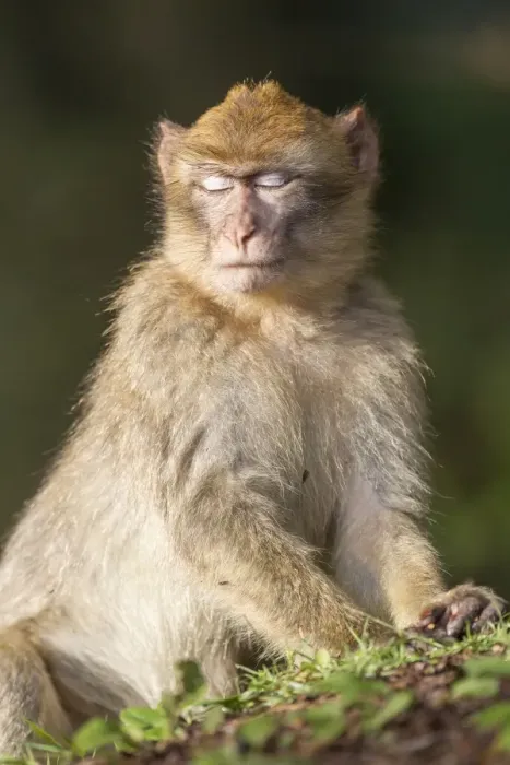 Framed Print : Barbary Macaque -Macaca sylvanus-, adult, captive Framed Print : Barbary Macaque -Macaca sylvanus-, adult, captive