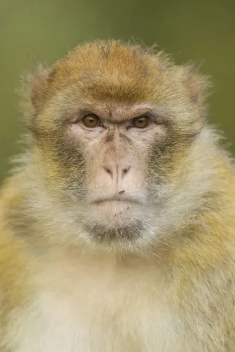 Framed Print : Barbary Macaque -Macaca sylvanus-, adult, captive Framed Print : Barbary Macaque -Macaca sylvanus-, adult, captive