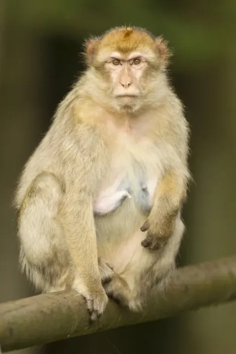 Framed Print : Barbary Macaque -Macaca sylvanus-, adult, captive Framed Print : Barbary Macaque -Macaca sylvanus-, adult, captive