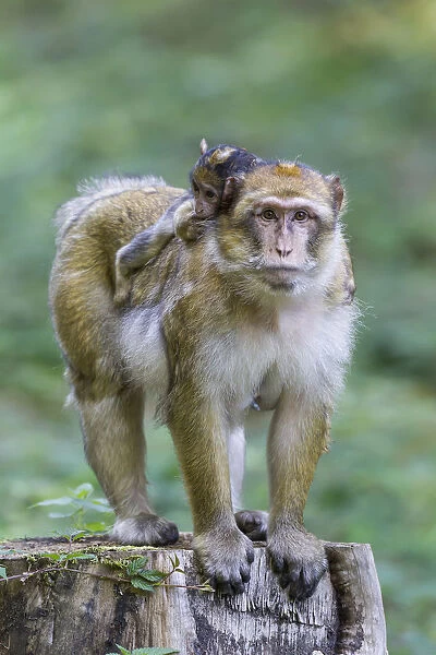 Barbary Macaque -Macaca sylvanus- adult female with young, 12 weeks, native to Morocco, captive, Rhineland-Palatinate, Germany