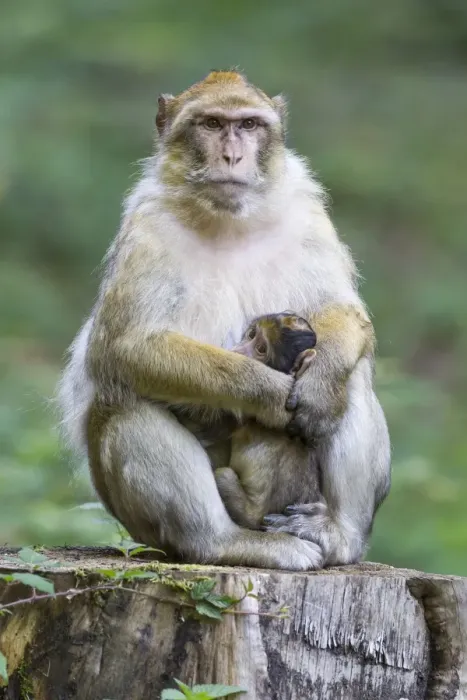 Framed Print : Barbary Macaque -Macaca sylvanus- adult female with young, 12 weeks, native to Morocco, captive, Rhineland-Palatinate, Germany