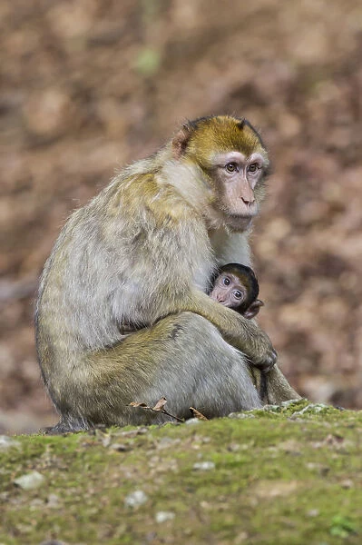 Barbary Macaque -Macaca sylvanus-, adult with young, captive