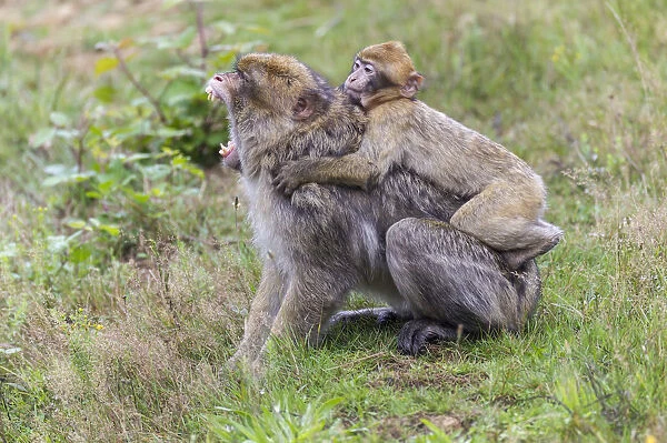 Barbary Macaque -Macaca sylvanus-, adult and young, captive, Rhineland-Palatinate, Germany