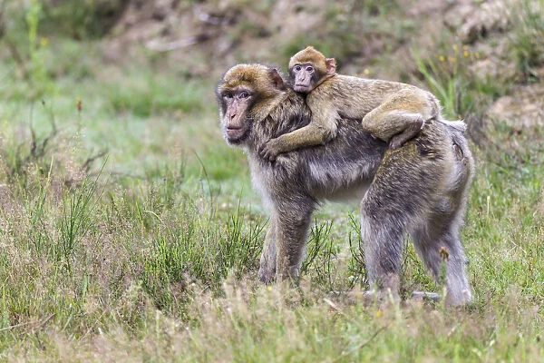 Barbary Macaque -Macaca sylvanus-, adult and young, captive, Rhineland-Palatinate, Germany