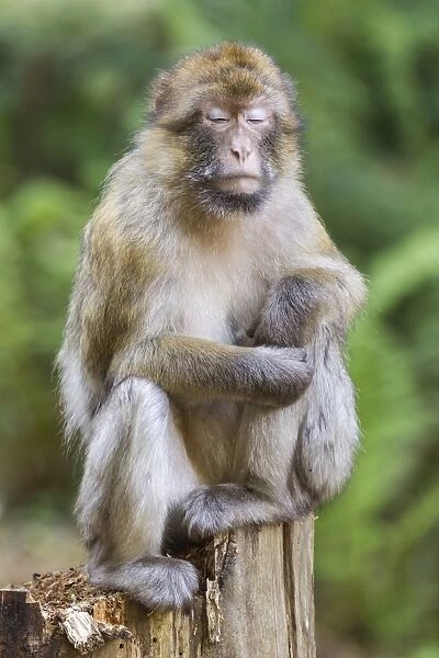 Barbary Macaque -Macaca sylvanus-, captive