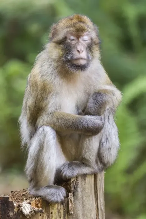 Framed Print : Barbary Macaque -Macaca sylvanus-, captive Framed Print : Barbary Macaque -Macaca sylvanus-, captive