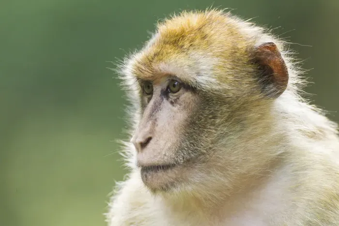 Framed Print : Barbary Macaque -Macaca sylvanus-, captive Framed Print : Barbary Macaque -Macaca sylvanus-, captive