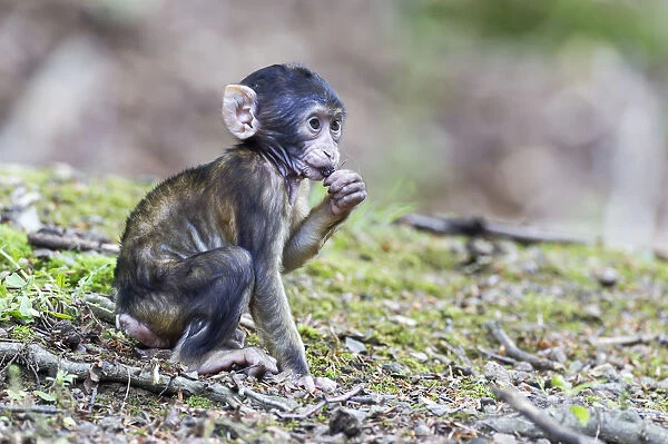Barbary Macaque -Macaca sylvanus-, infant, captive