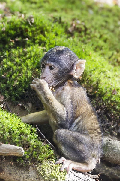 Barbary Macaque -Macaca sylvanus-, monkey baby, captive