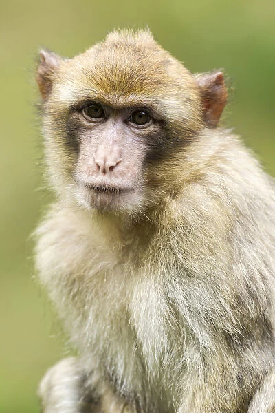 Barbary Macaque -Macaca sylvanus-, young, native to Morocco, captive, Rhineland-Palatinate, Germany