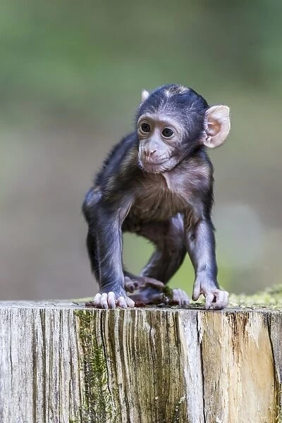 Barbary Macaque -Macaca sylvanus-, young, native to Morocco, captive