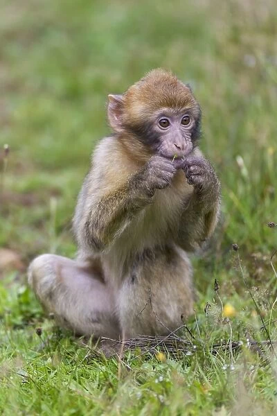 Barbary Macaque -Macaca sylvanus-, young, captive, Rhineland-Palatinate, Germany