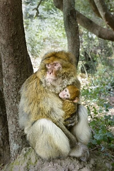 Barbary Macaque -Macaca sylvanus- with young, Ifrane National Park, Morocco