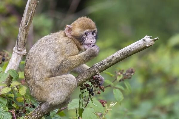 Barbary Macaque -Macaca sylvanus-, young animal, captive, Rhineland-Palatinate, Germany