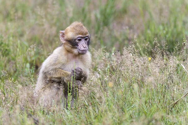 Barbary Macaque -Macaca sylvanus-, young animal, captive, Rhineland-Palatinate, Germany