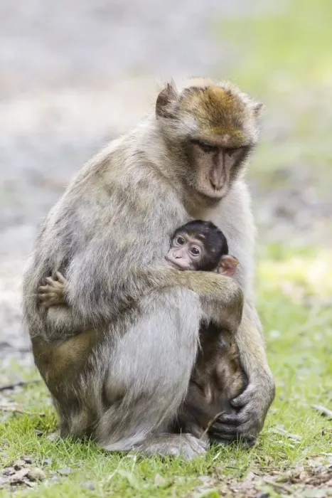 Framed Print : Barbary Macaques -Macaca sylvanus-, adult with baby, native to Morocco, captive Framed Print : Barbary Macaques -Macaca sylvanus-, adult with baby, native to Morocco, captive