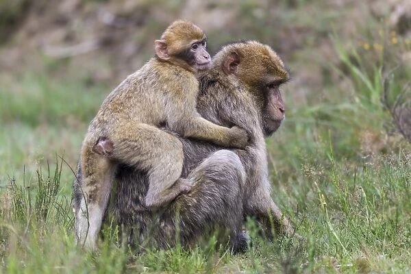 Barbary Macaques -Macaca sylvanus-, adult and young, captive, Rhineland-Palatinate, Germany