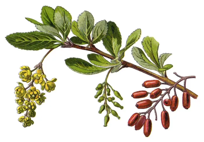 Framed Print : barberry. Antique illustration of a Medicinal and Herbal Plants Framed Print : barberry. Antique illustration of a Medicinal and Herbal Plants
