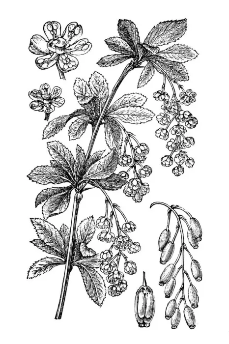 Framed Print : Barberry (Berberis vulgaris) Framed Print : Barberry (Berberis vulgaris)